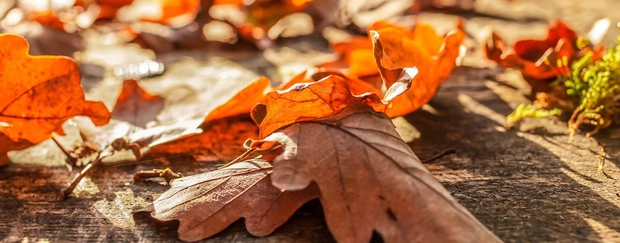 Oberland Media Newsletter Oktober Blaetter