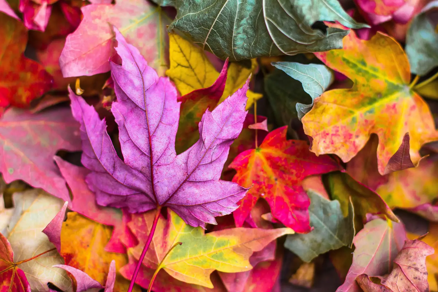 Schulstiftung Freiburg Herbst